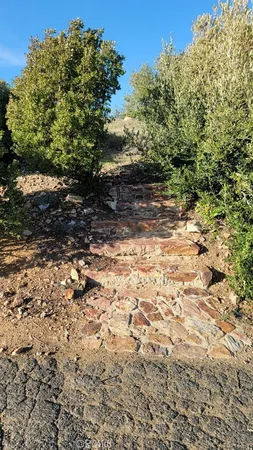 a view of a yard with plants and a tree