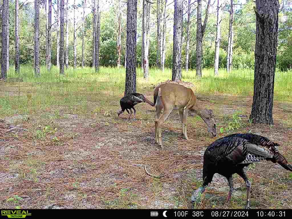 202-acres Columbus Holley Road Samson, AL 36477 - Photo 5 of 50