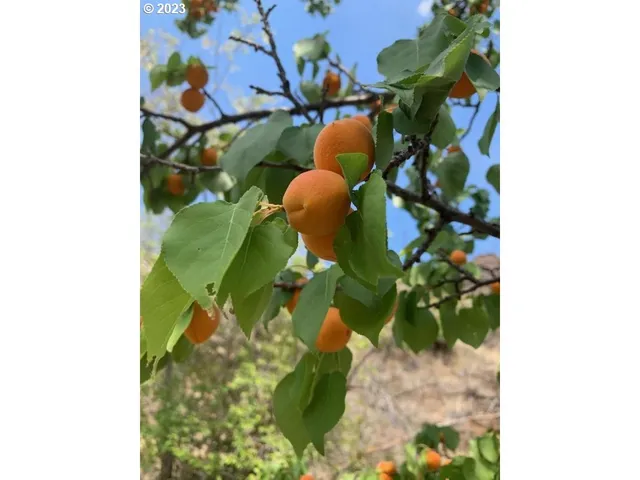 a view of banana tree