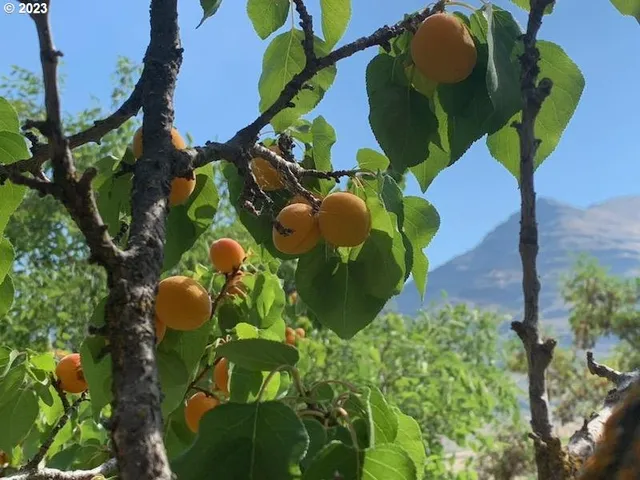 a view of a garden with a bench