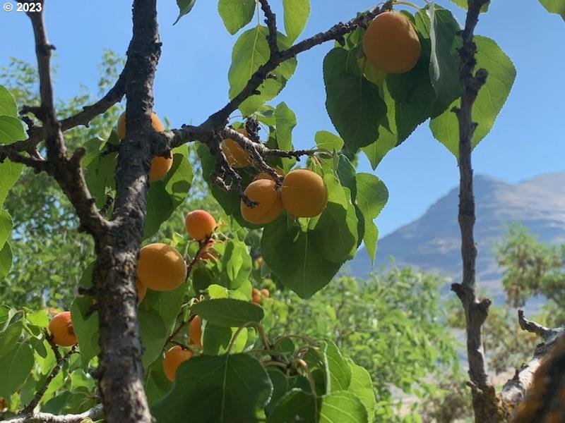 74234 Lower Imnaha Road Imnaha, OR 97842 - Photo 20 of 33 a view of banana tree