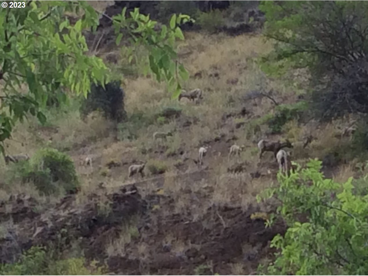 74234 Lower Imnaha Road Imnaha, OR 97842 - Photo 8 of 33 a view of a forest with a tree