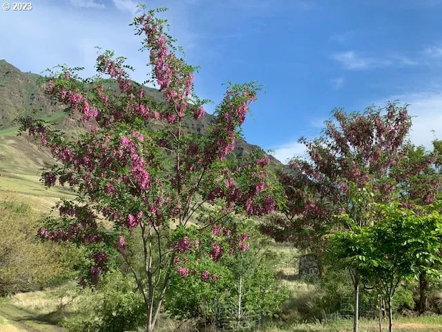 a picture of flowers