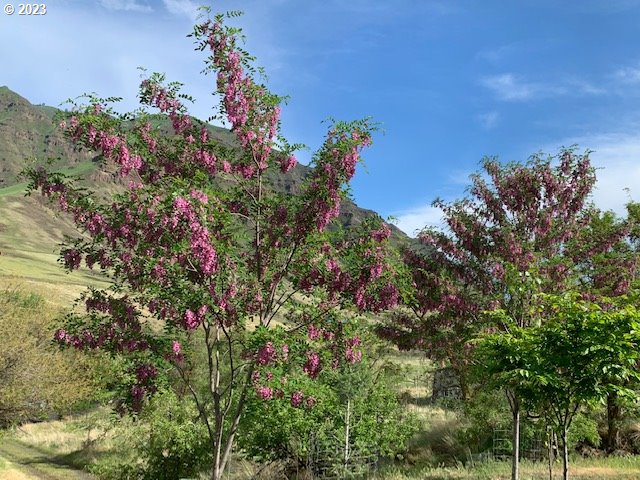 74234 Lower Imnaha Road Imnaha, OR 97842 - Photo 9 of 33 a picture of flowers