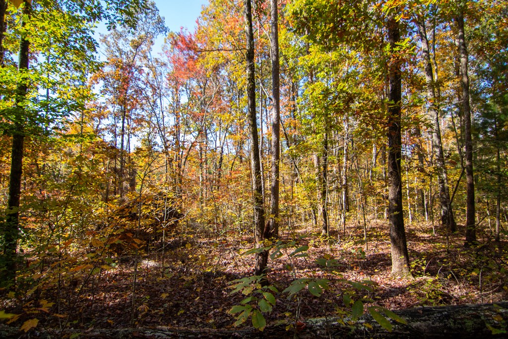 Lot 24 Ridgeway Church Road Ellijay, GA 30540 - Photo 5 of 8 Gallery Image 5