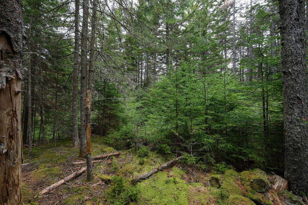 22-2 Eaton Point Road Deer Isle, ME 04627 - Photo 16 of 26 Eaton Point Land