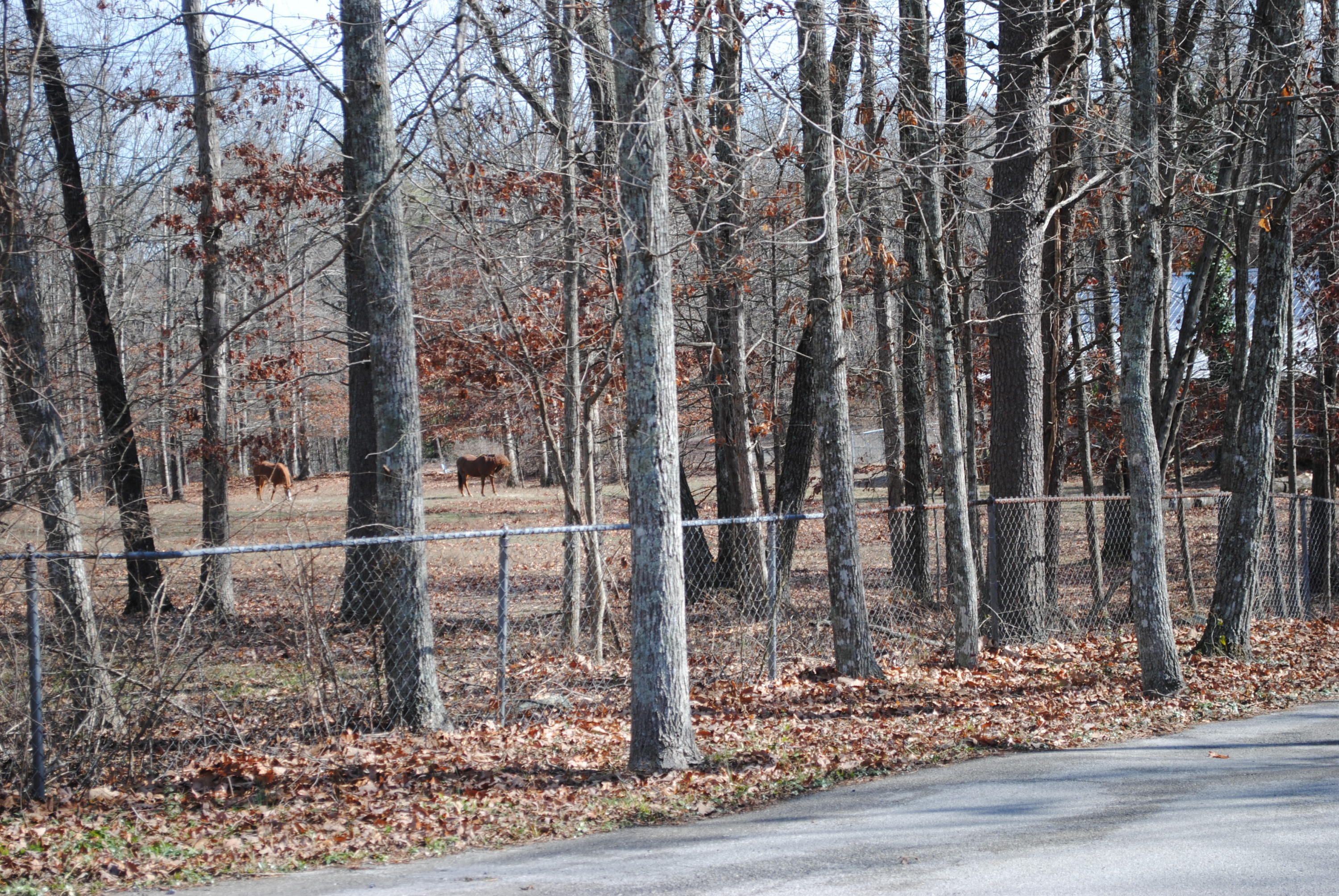 4534 North Fairmount Road Signal Mountain, TN 37377 - Photo 5 of 14 DSC_0271