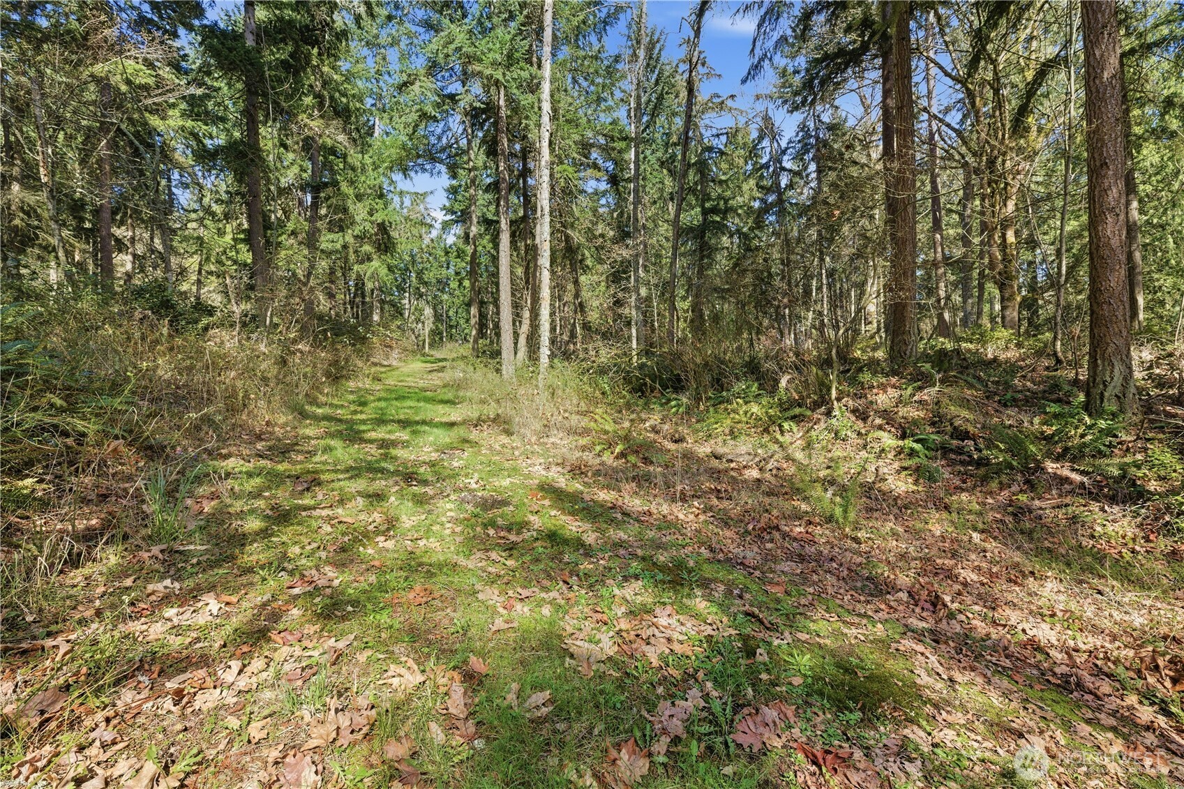 0 West Clear Lake Road East Eatonville, WA 98328 - Photo 11 of 18 a view of forest