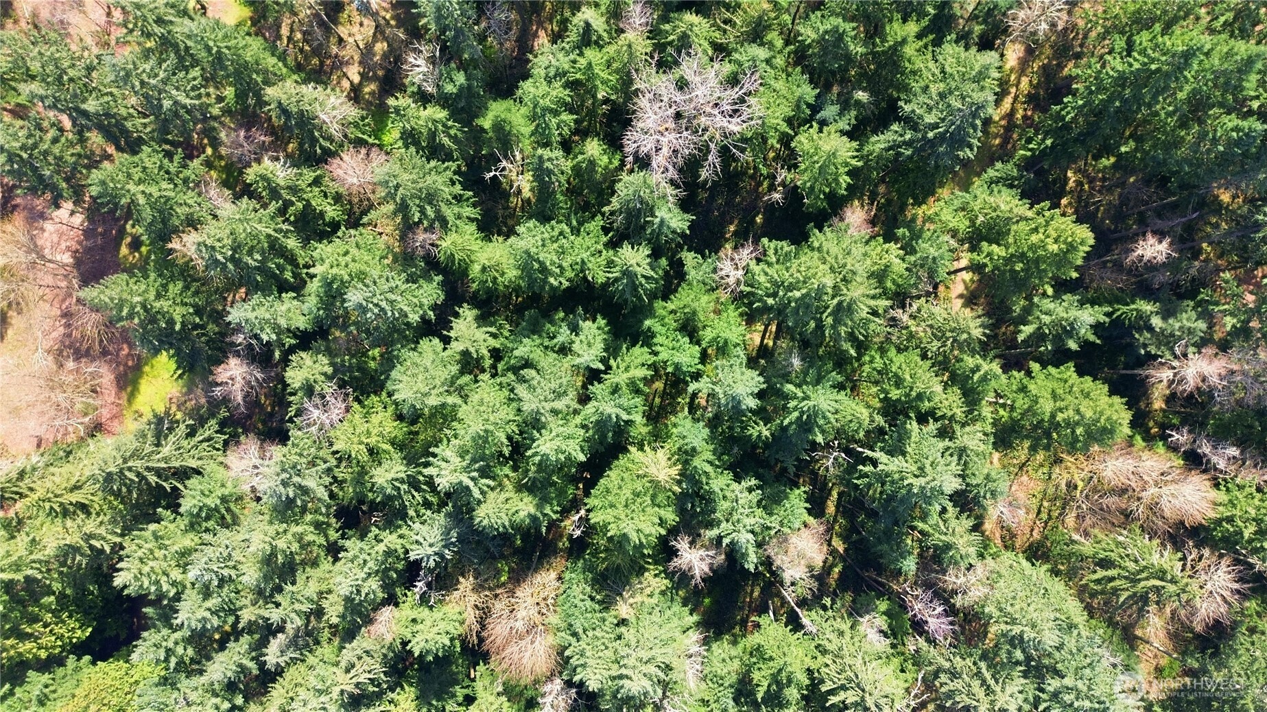0 West Clear Lake Road East Eatonville, WA 98328 - Photo 4 of 18 an aerial view of a forest with houses