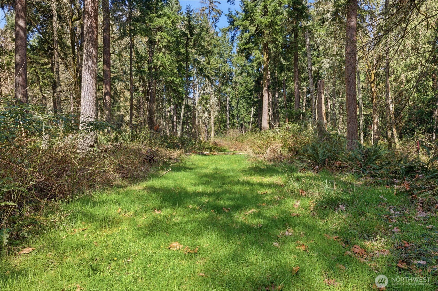 0 West Clear Lake Road East Eatonville, WA 98328 - Photo 9 of 18 a big yard with lots of green space and deers