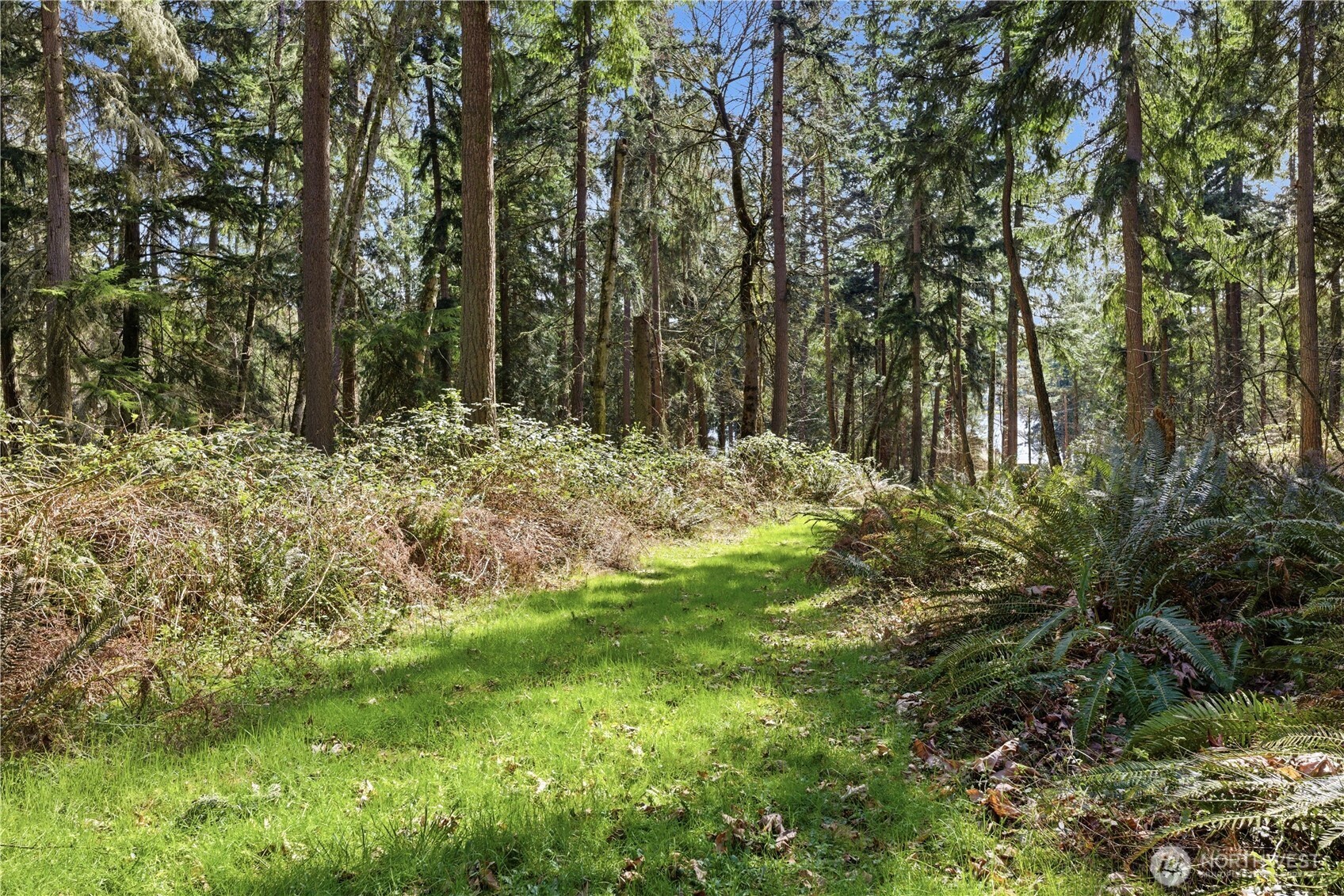 0 West Clear Lake Road East Eatonville, WA 98328 - Photo 10 of 18 a view of a yard with plants and large trees