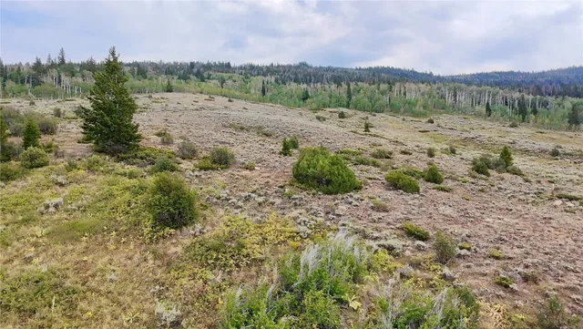 a view of a forest with trees in the background