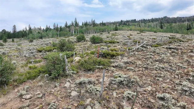 a view of a forest with trees in the background