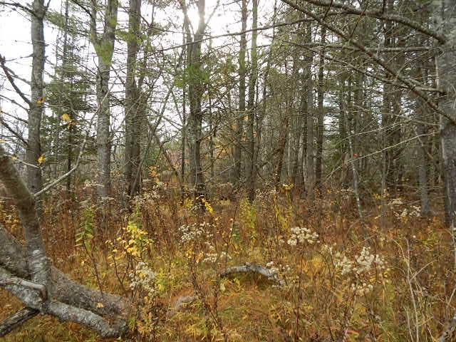 Lot 13-g West Bay Road Prospect Harbor, ME 04669 - Photo 13 of 20 Photo