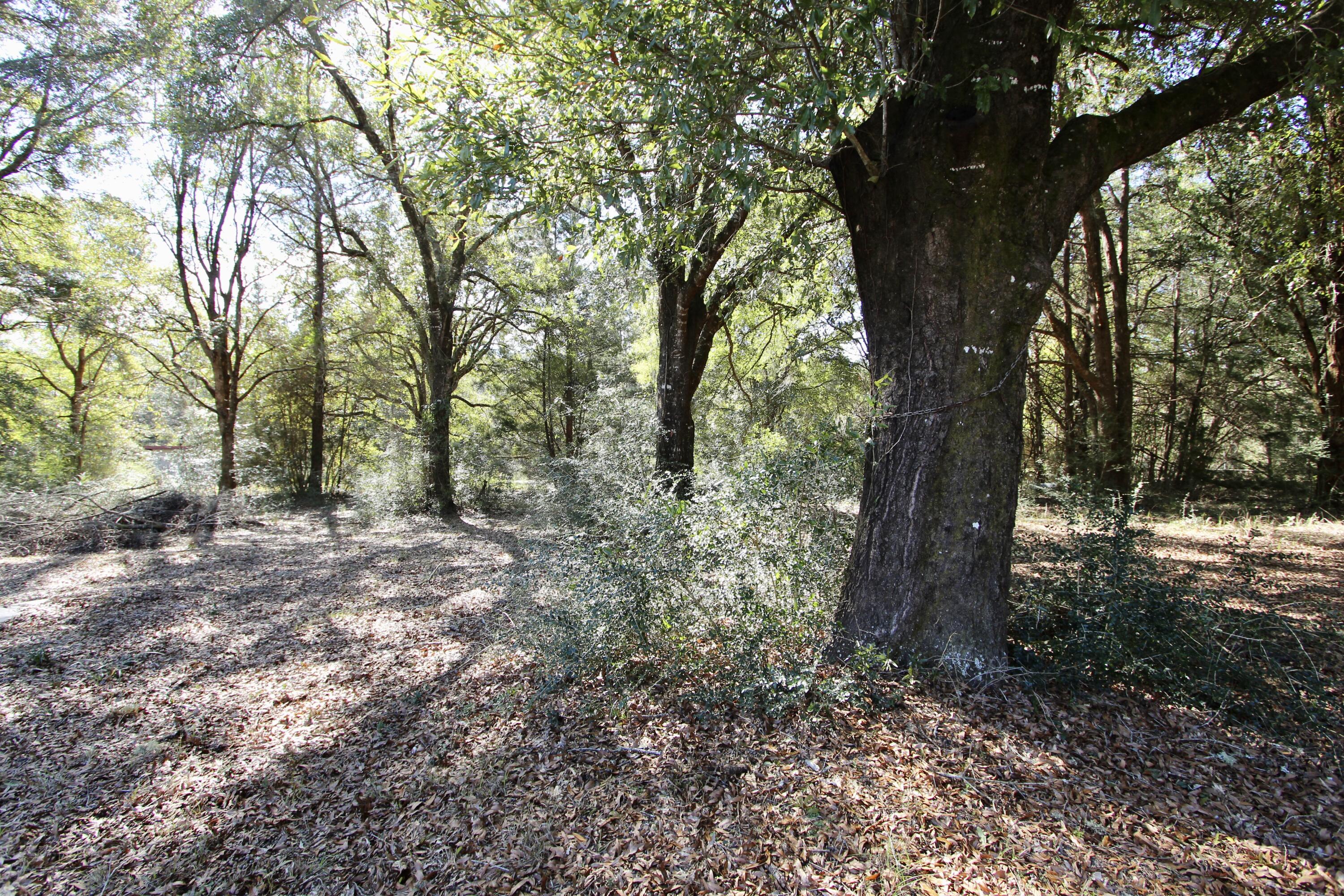 7722 Clary Road Laurel Hill, FL 32567 - Photo 36 of 36 IMG_3519