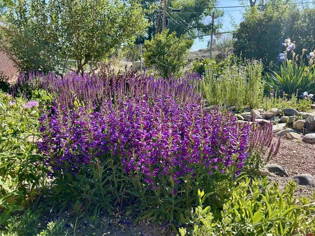 a view of a flower in a garden