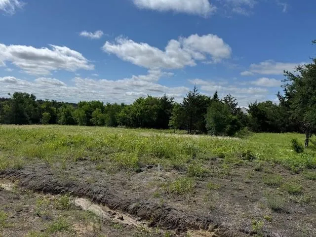 a view of a garden with large trees