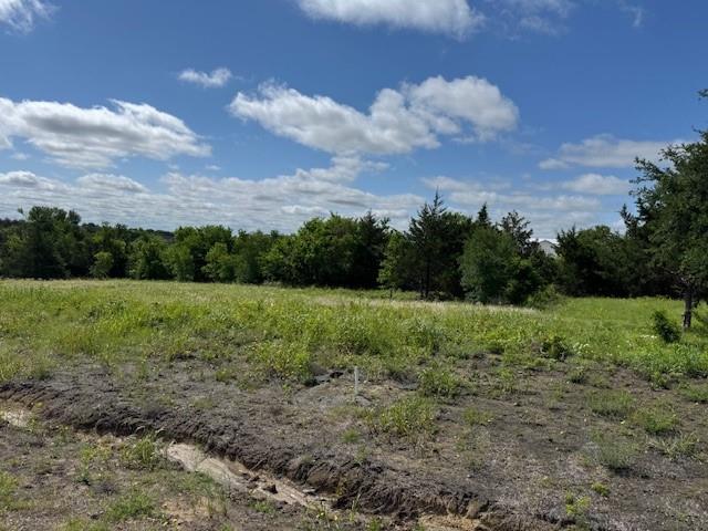 a view of a garden with large trees