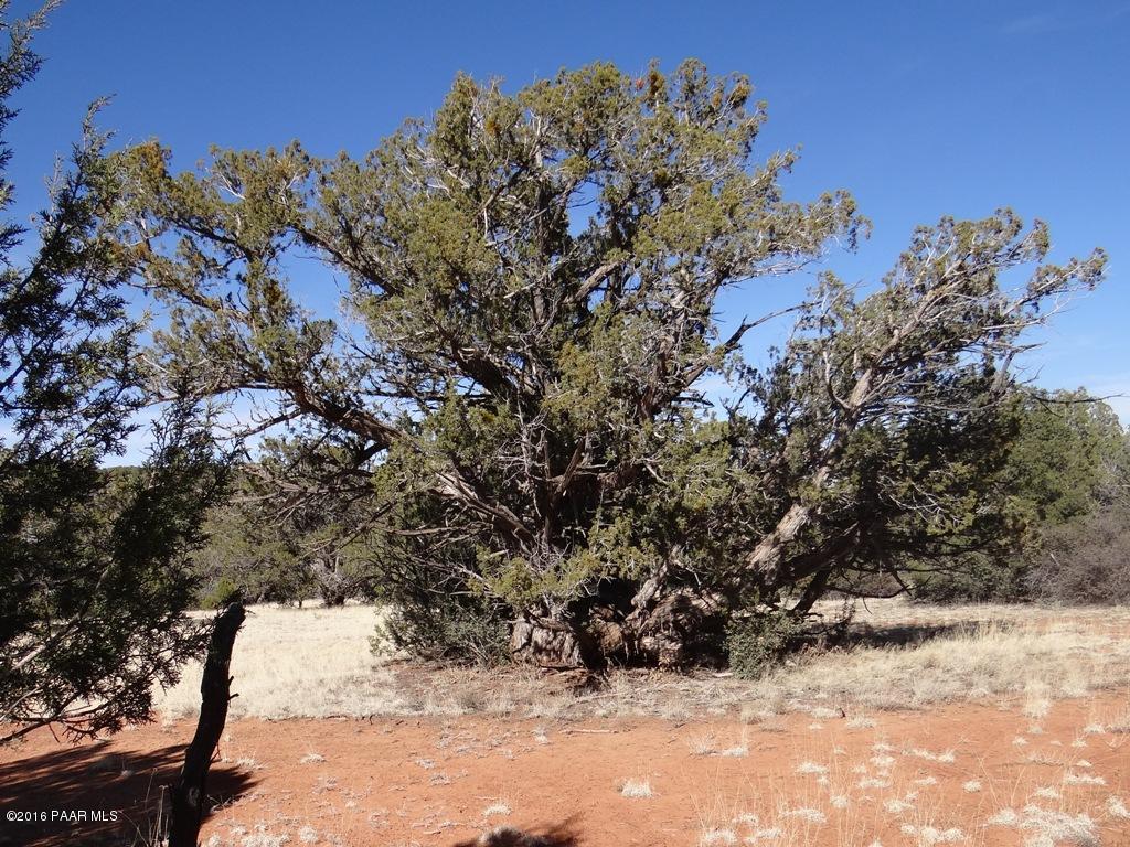 71 Shadow Rock Ranch Seligman, AZ 86337 - Photo 8 of 12 ^Tree