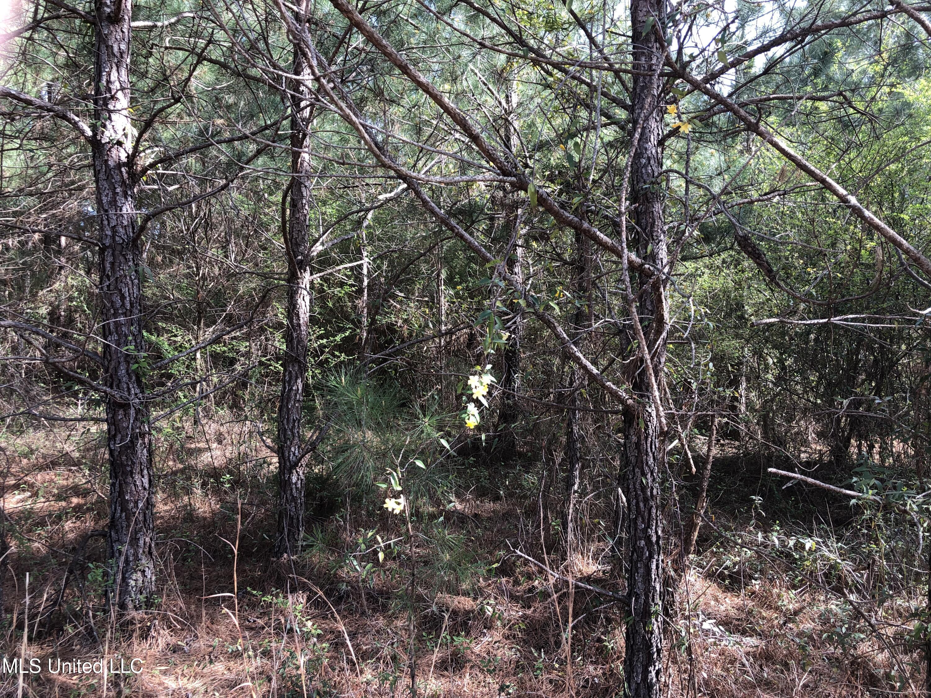 Hearst Road Starkville, MS 39759 - Photo 1 of 2 IMG_2864