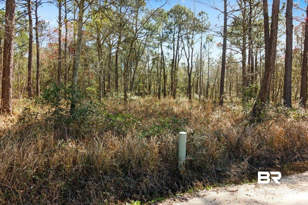 16045 Williams Street Coden, AL 36523 - Photo 4 of 15 View of local wilderness