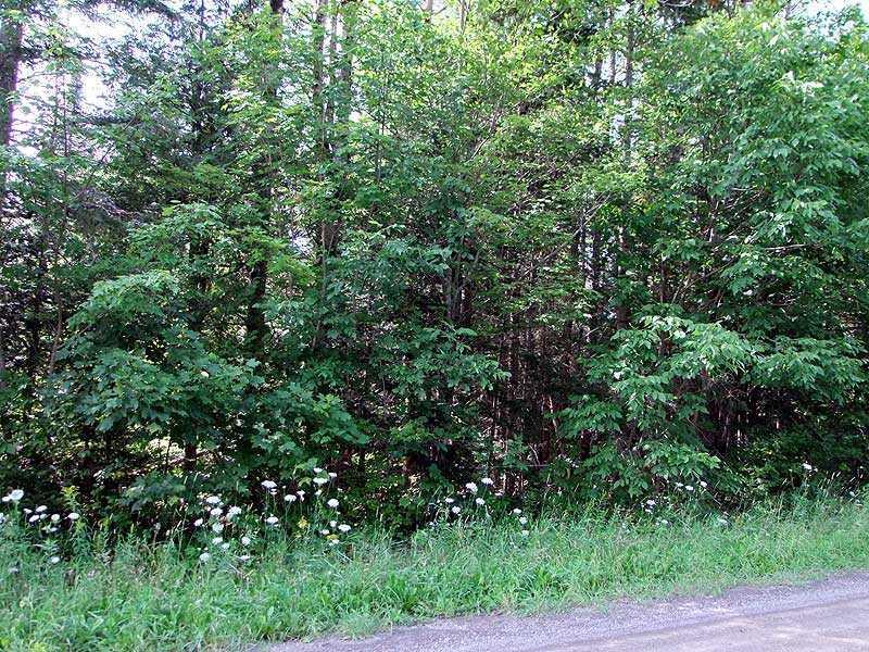 Lot 2 Clark Settlement Road Merrill, ME 04780 - Photo 12 of 15 Land.