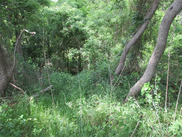 a view of a lush green forest