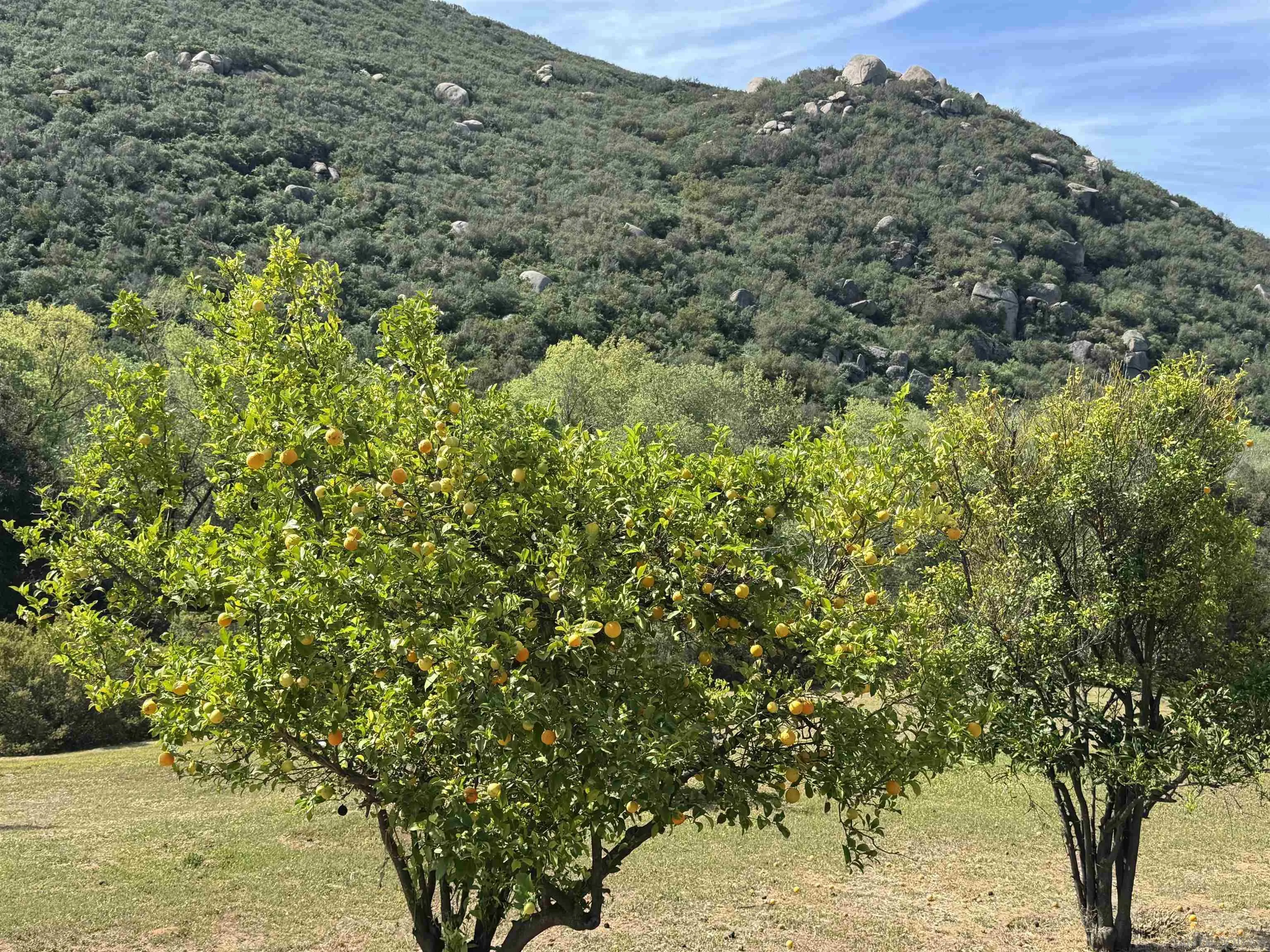 1394 Peutz Valley Road Alpine, CA 91901 - Photo 71 of 75 Fruit trees can be found on this property.