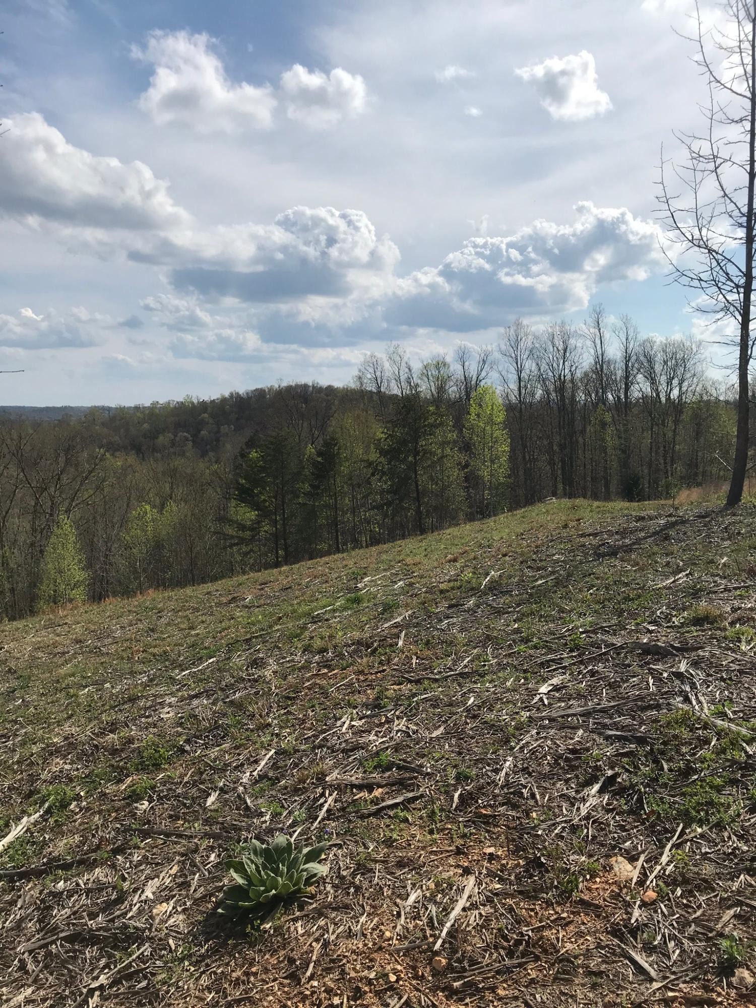 0 Sheerwater Road Kingston, TN 37763 - Photo 14 of 19 Gallery Image 14