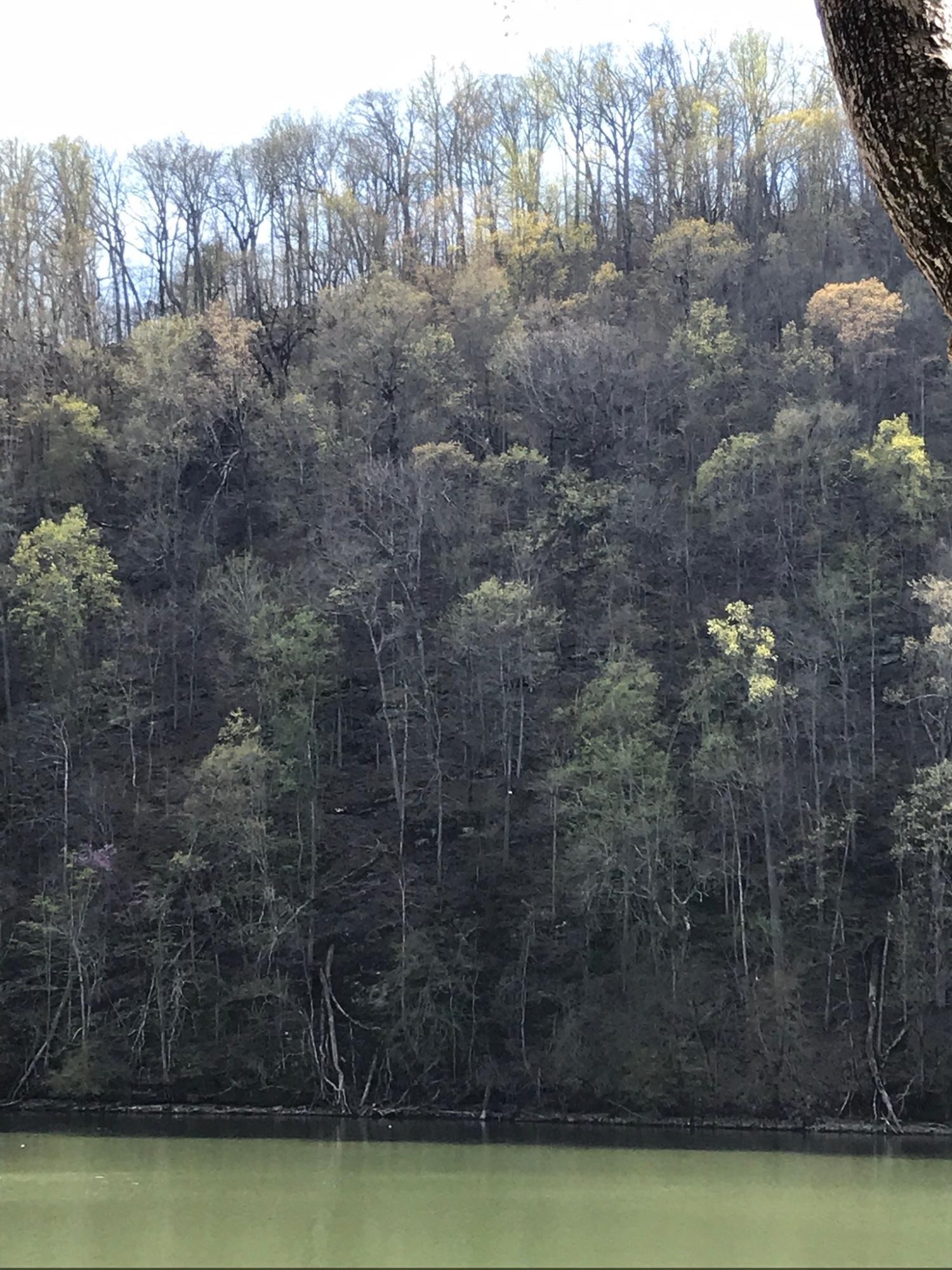 0 Sheerwater Road Kingston, TN 37763 - Photo 19 of 19 Gallery Image 19