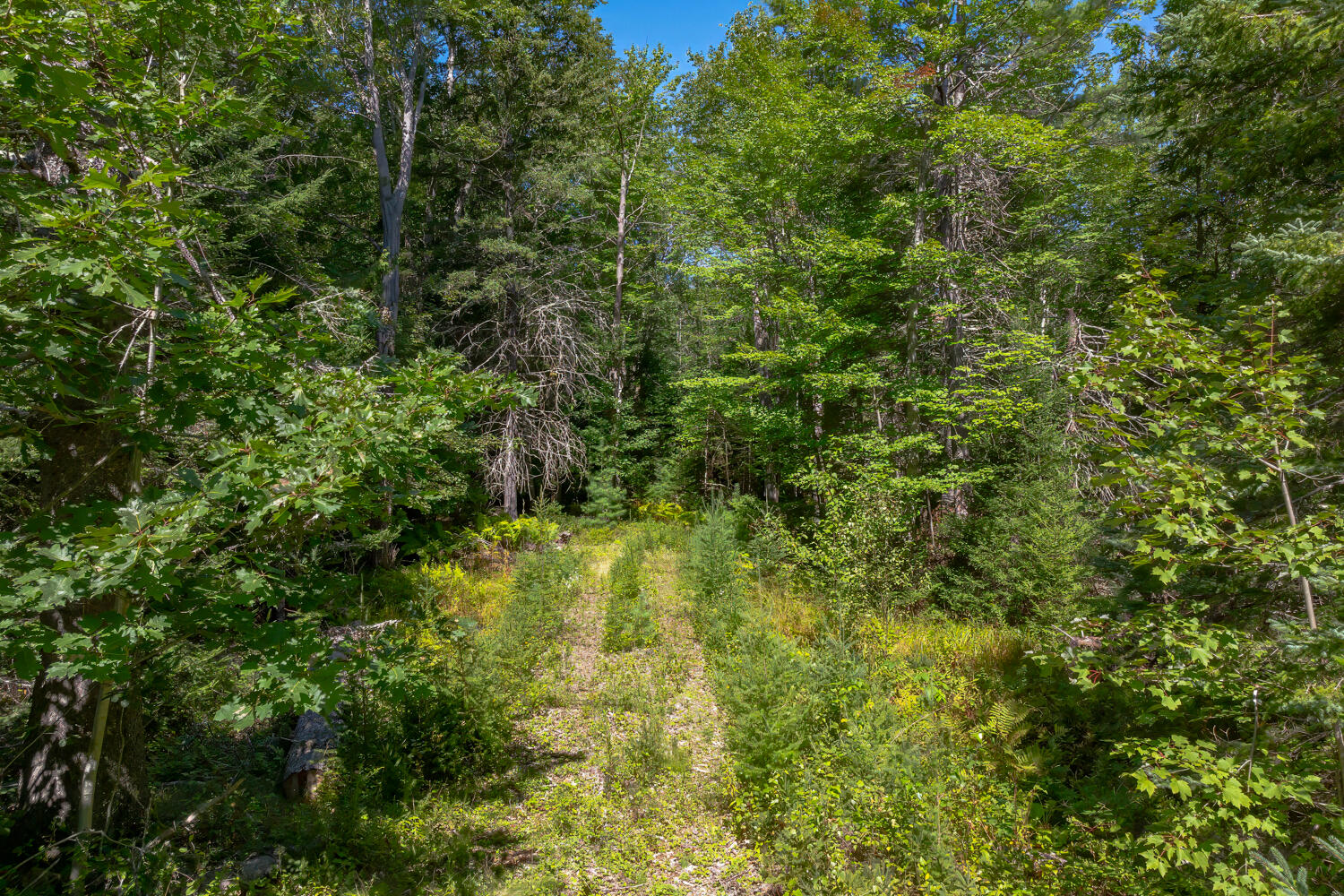 207-050 East Side Road Hancock, ME 04640 - Photo 39 of 42 32-207-050 0 Eastside Road-DTP