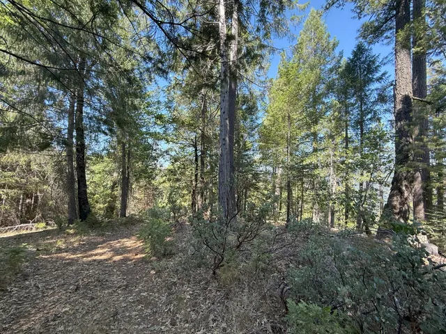 a view of a forest with trees