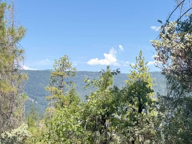 a close up of a flower in a garden