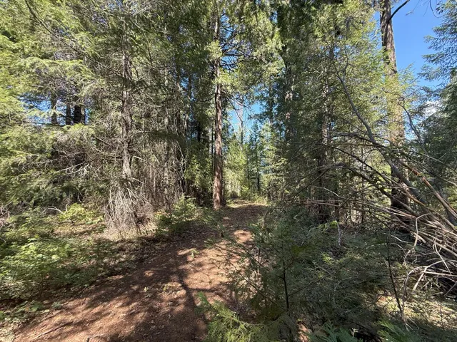a view of a yard with a tree