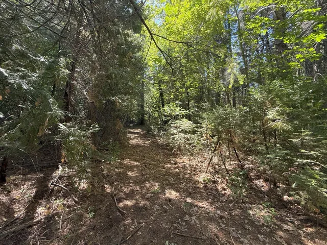 a view of a yard with a tree