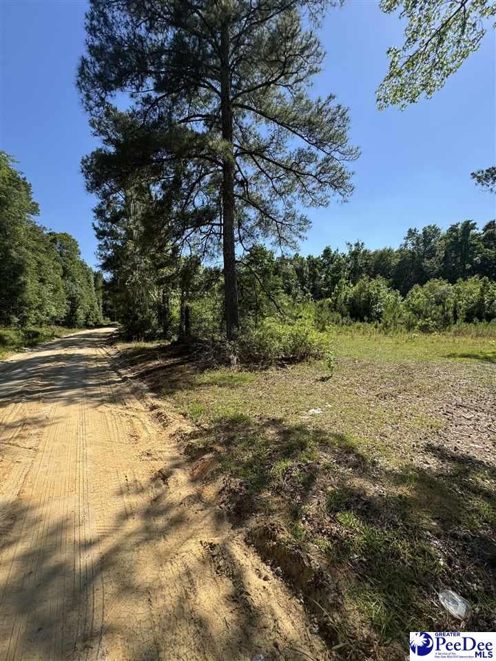 Tbd Lum Vereen Road Nichols, SC 29581 - Photo 4 of 13 Gallery Image 4