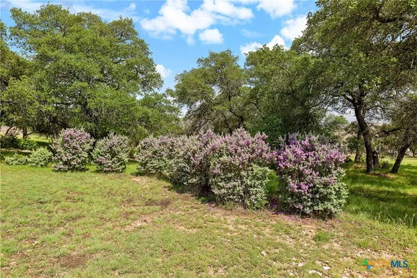 a view of a garden with plants and large trees