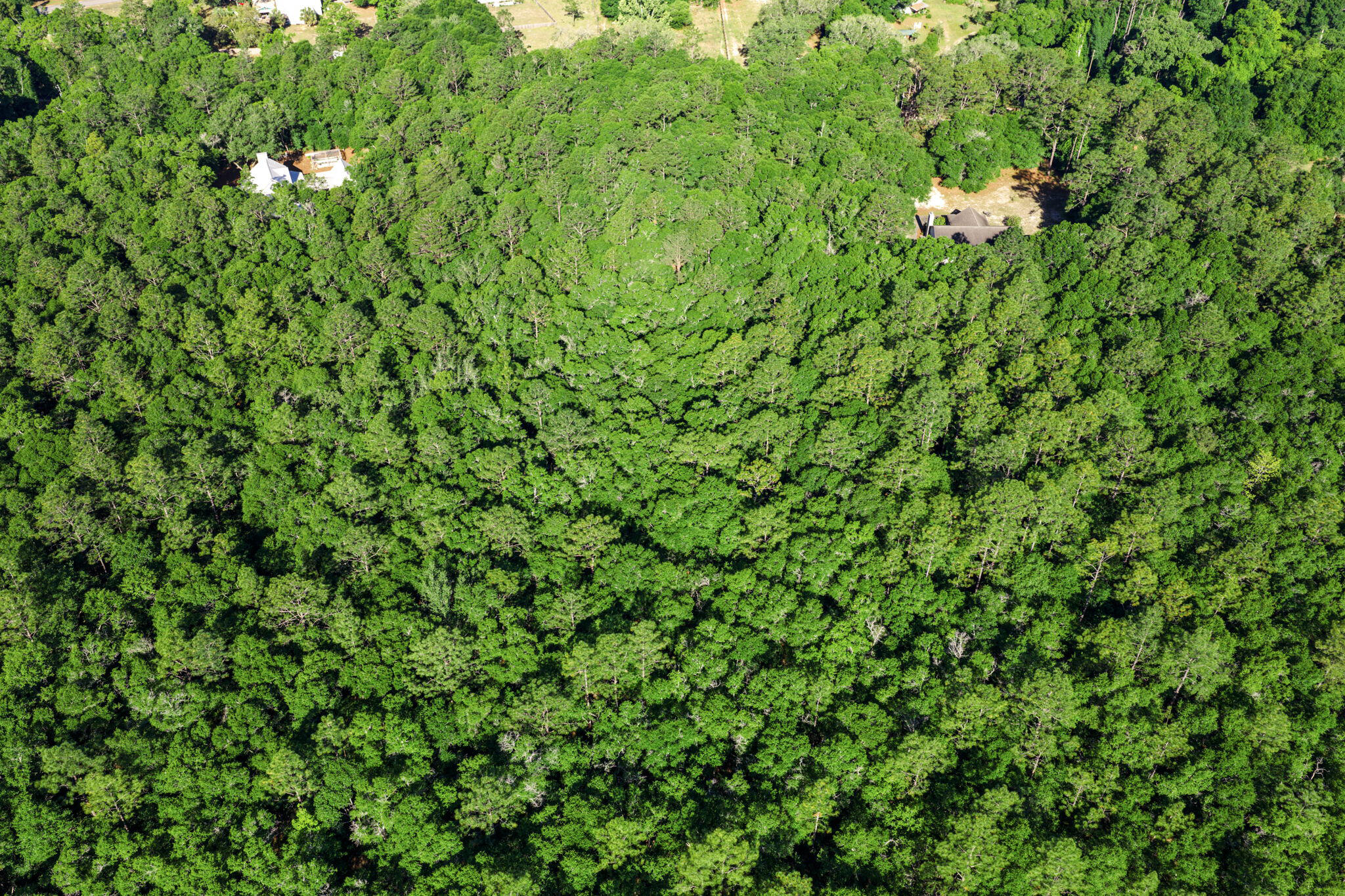 5595 Sam O'Neal Road Baker, FL 32531 - Photo 14 of 15 a view of a lush green forest
