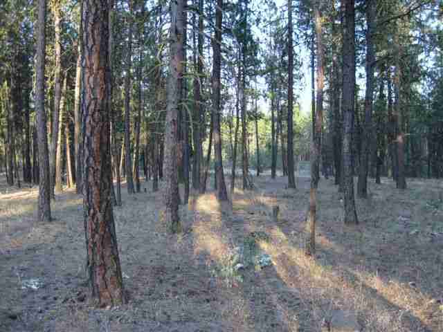 16111 South Sherman Road Cheney, WA 99004 - Photo 3 of 9