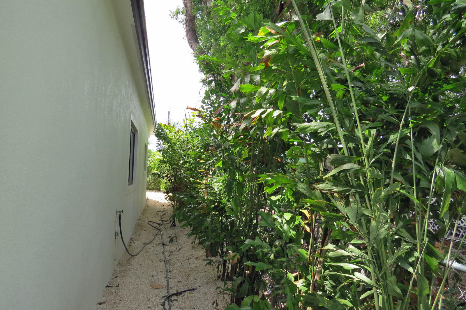 7 Cindy Place Key Largo, FL 33037 - Photo 31 of 31 a view of a plant with a plant