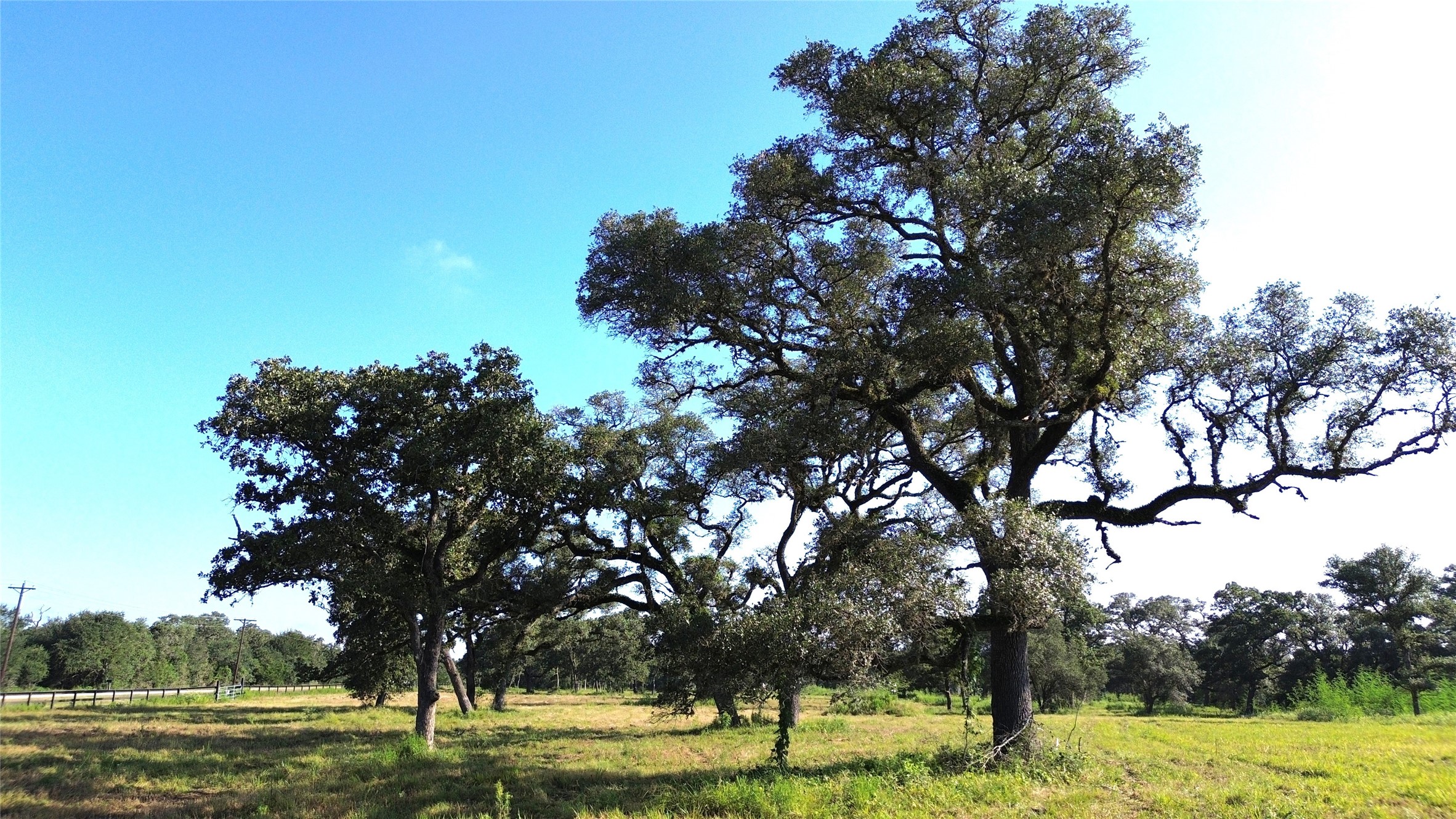 Tbd Oak Ridge Road Weimar, TX 78962 - Photo 12 of 12 a view of a yard with large trees
