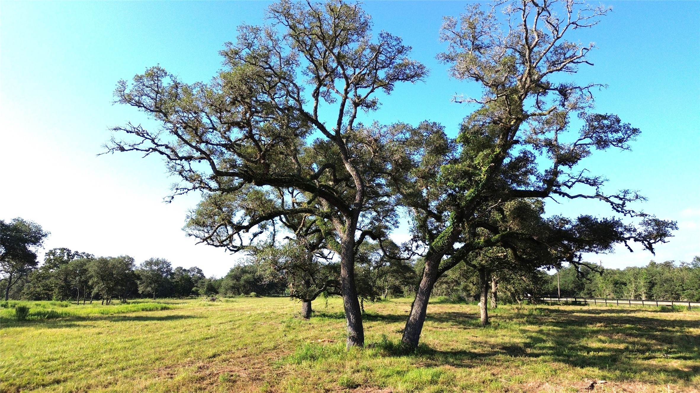 Tbd Oak Ridge Road Weimar, TX 78962 - Photo 10 of 12 a view of yard with tree