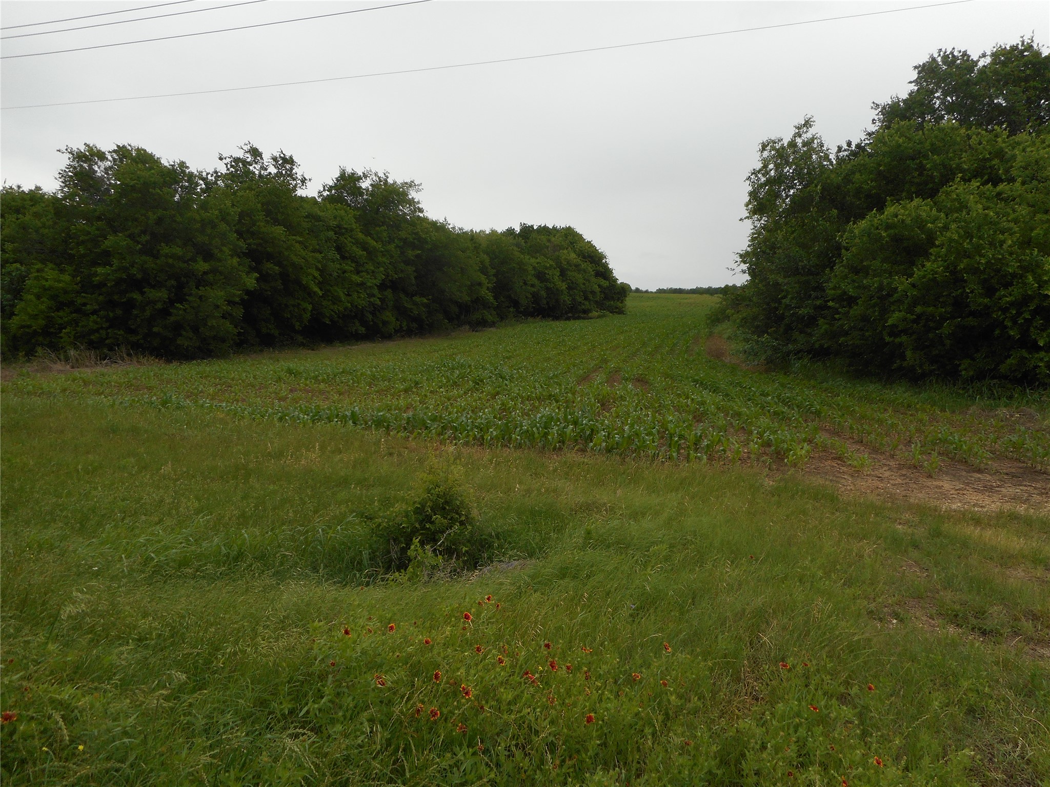 619 North Rd Taylor Tx 76574 Road Taylor, TX 76574 - Photo 10 of 15 Expansive property featuring a cultivated field, areas of natural grass, and mature trees lining the perimeter