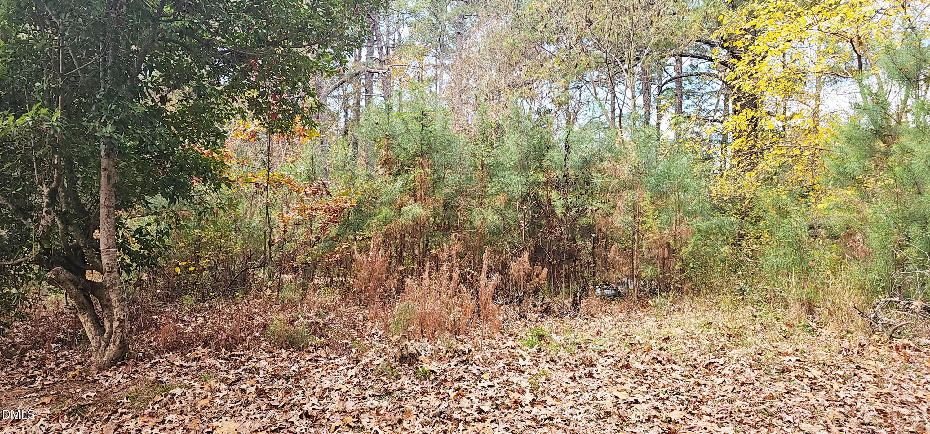 6026 Colonial Drive Raleigh, NC 27603 - Photo 5 of 13 a view of forest