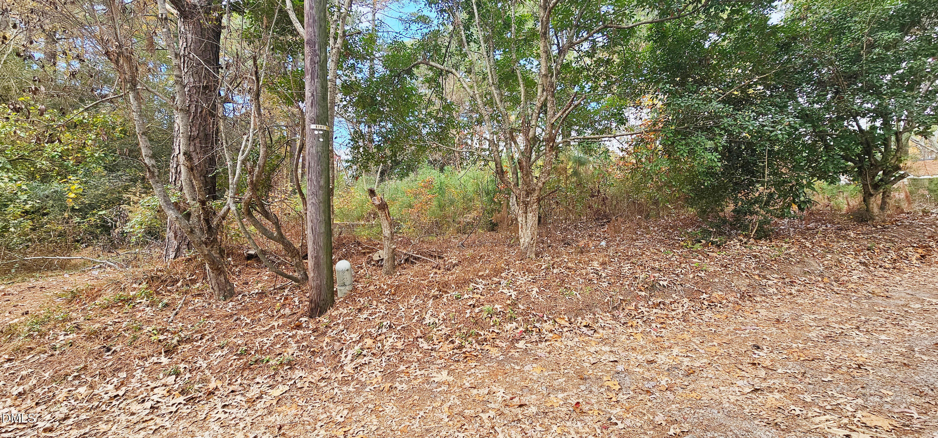 6026 Colonial Drive Raleigh, NC 27603 - Photo 7 of 13 a view of a forest with trees