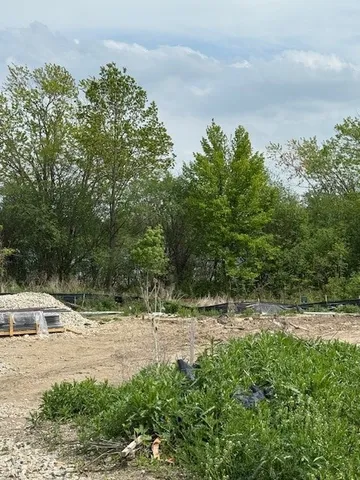 a view of a yard with plants and a large tree
