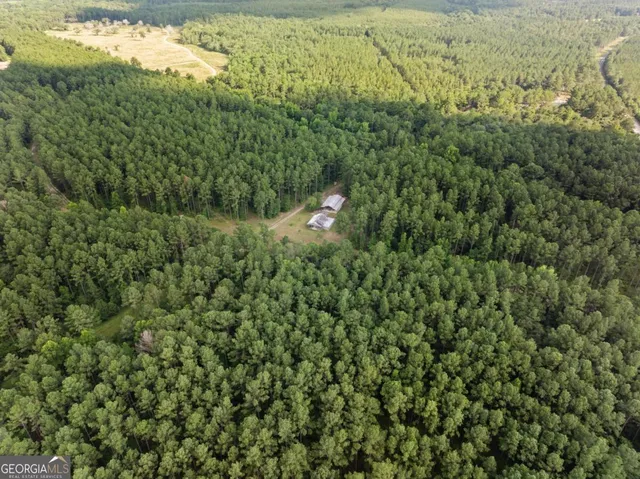a view of a forest with a mountain