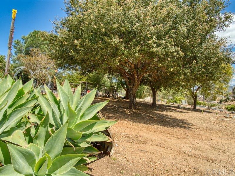 13913 Via De Jamul Jamul Ca Jamul, CA 91935 - Photo 44 of 67 a view of a yard with plants and trees