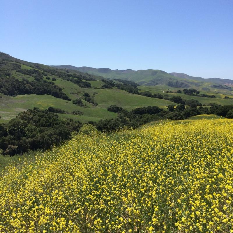 0 Santa Rosa Road Buellton, CA 93427 - Photo 8 of 14 8