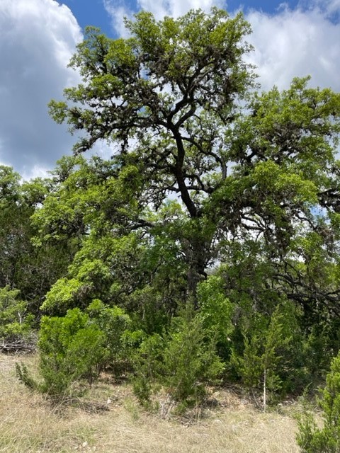 2250 Walter White Road Leakey, TX 78873 - Photo 18 of 21